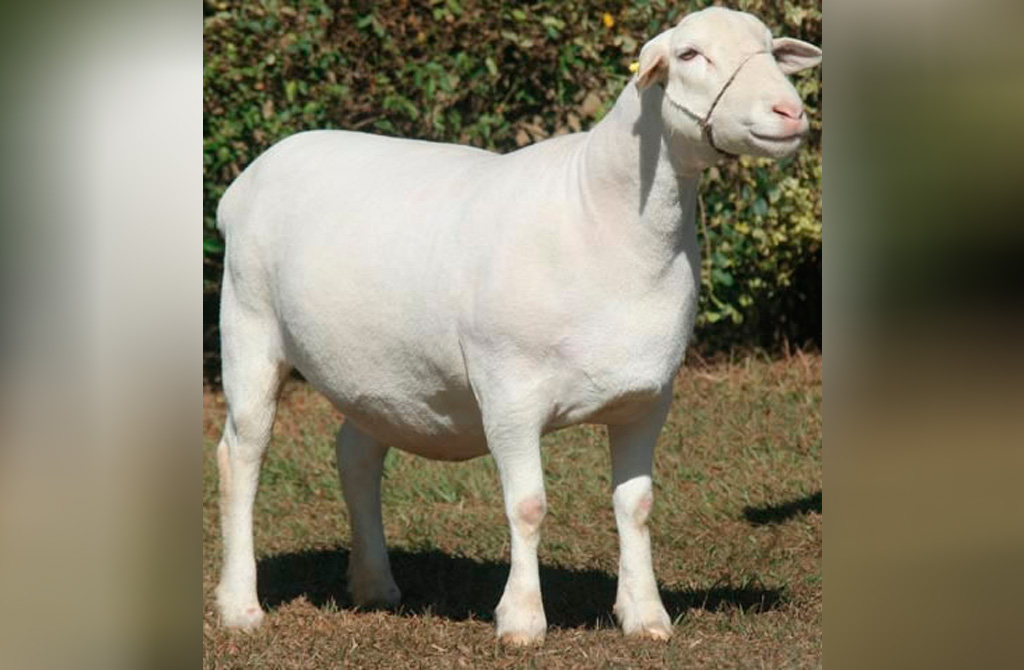 1169