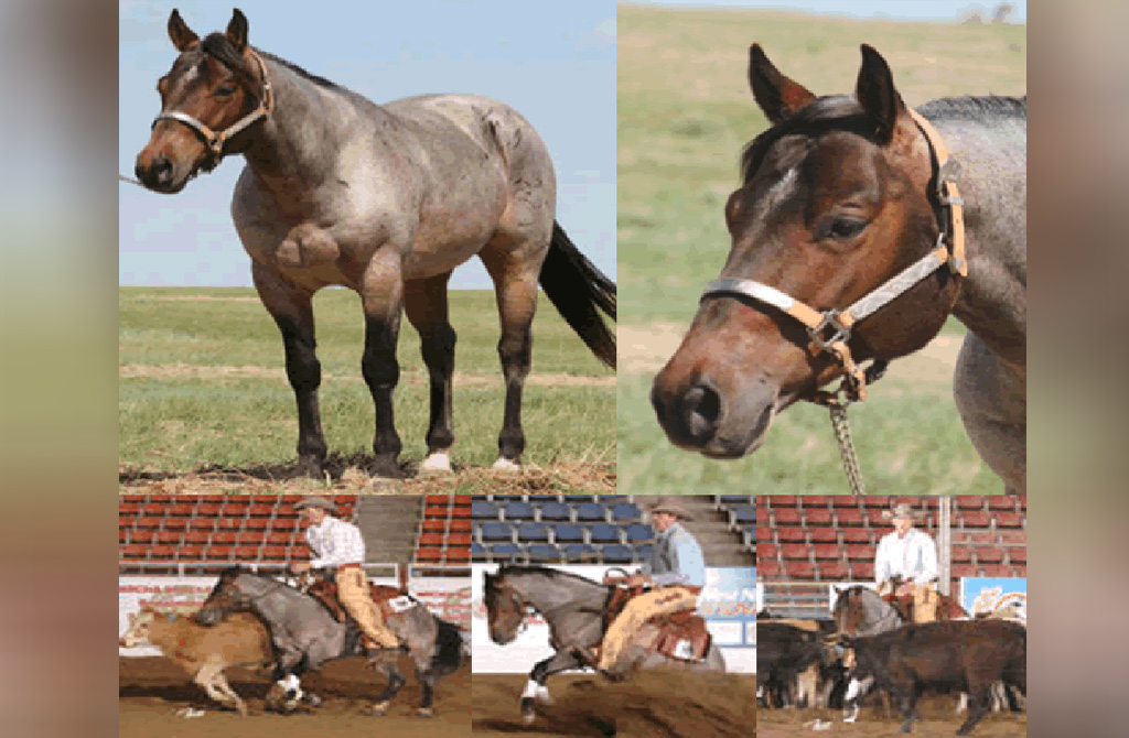 DUALS-BLUE-PEPPY-(USA)