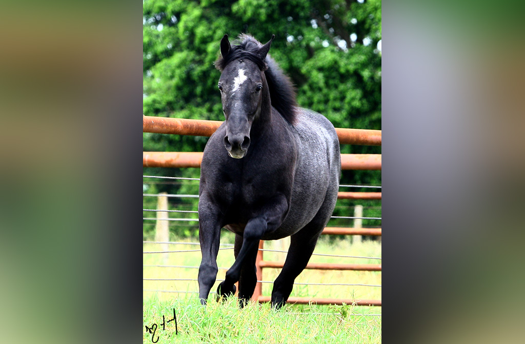 vpj-all-black-wild